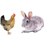 適合鴿子、禽類(lèi)