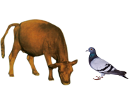 適合鳥(niǎo)類(lèi)、幼崽