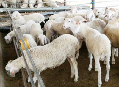 客戶(hù)投喂的羊飼料